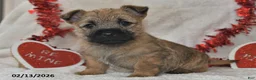 Cairn Terrier dogs for sale: Tundra - Ad 5