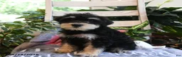 Miniature Schnauzer dogs for sale: Max - Ad 5