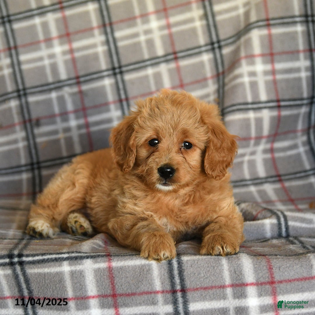 Mini Goldendoodle dogs for sale: Sera - Ad 8