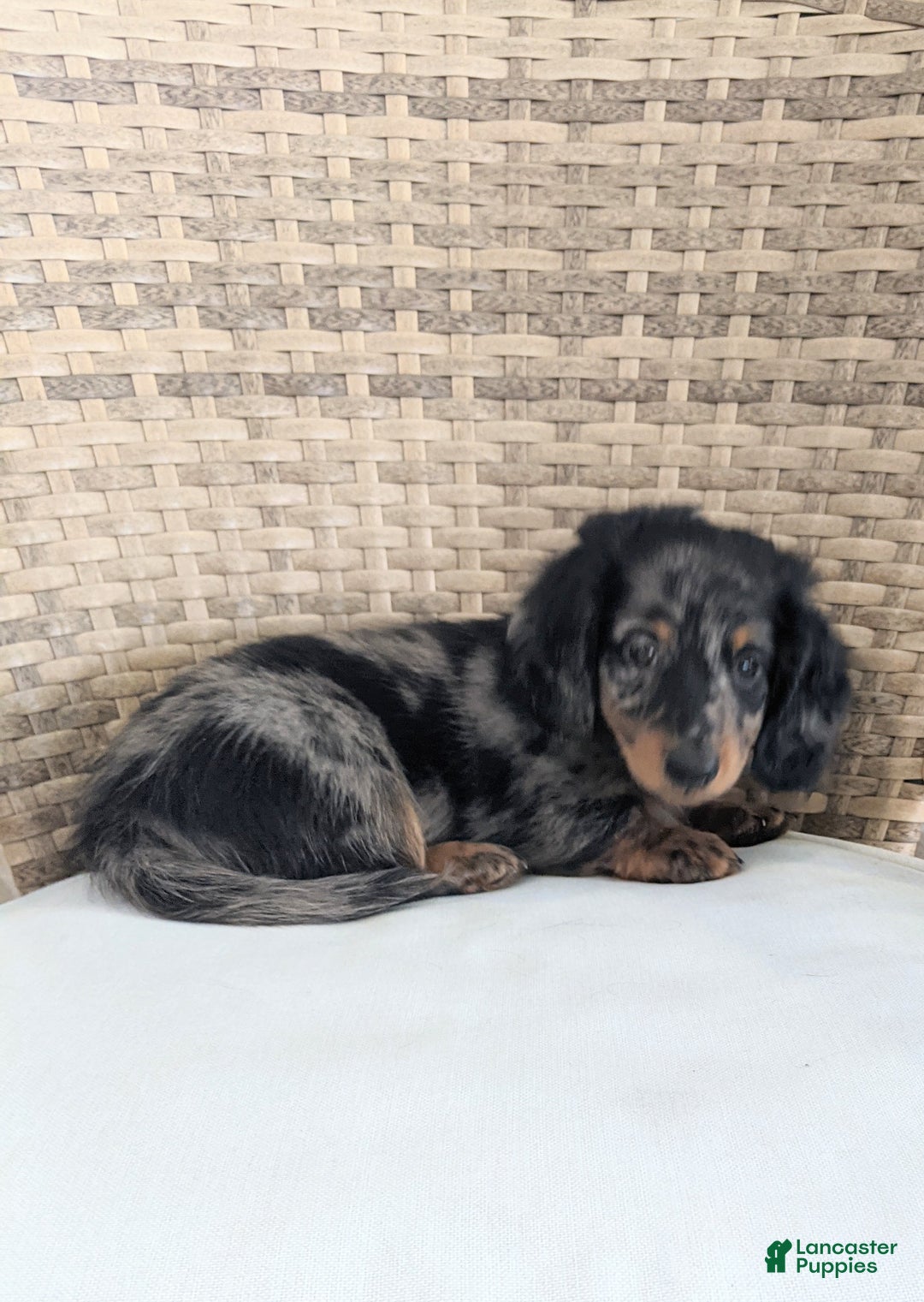 Miniature Dachshund dogs for sale: Frankie  - Ad 7
