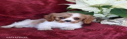 Cavalier King Charles Spaniel dogs for sale: Ace - Ad 5