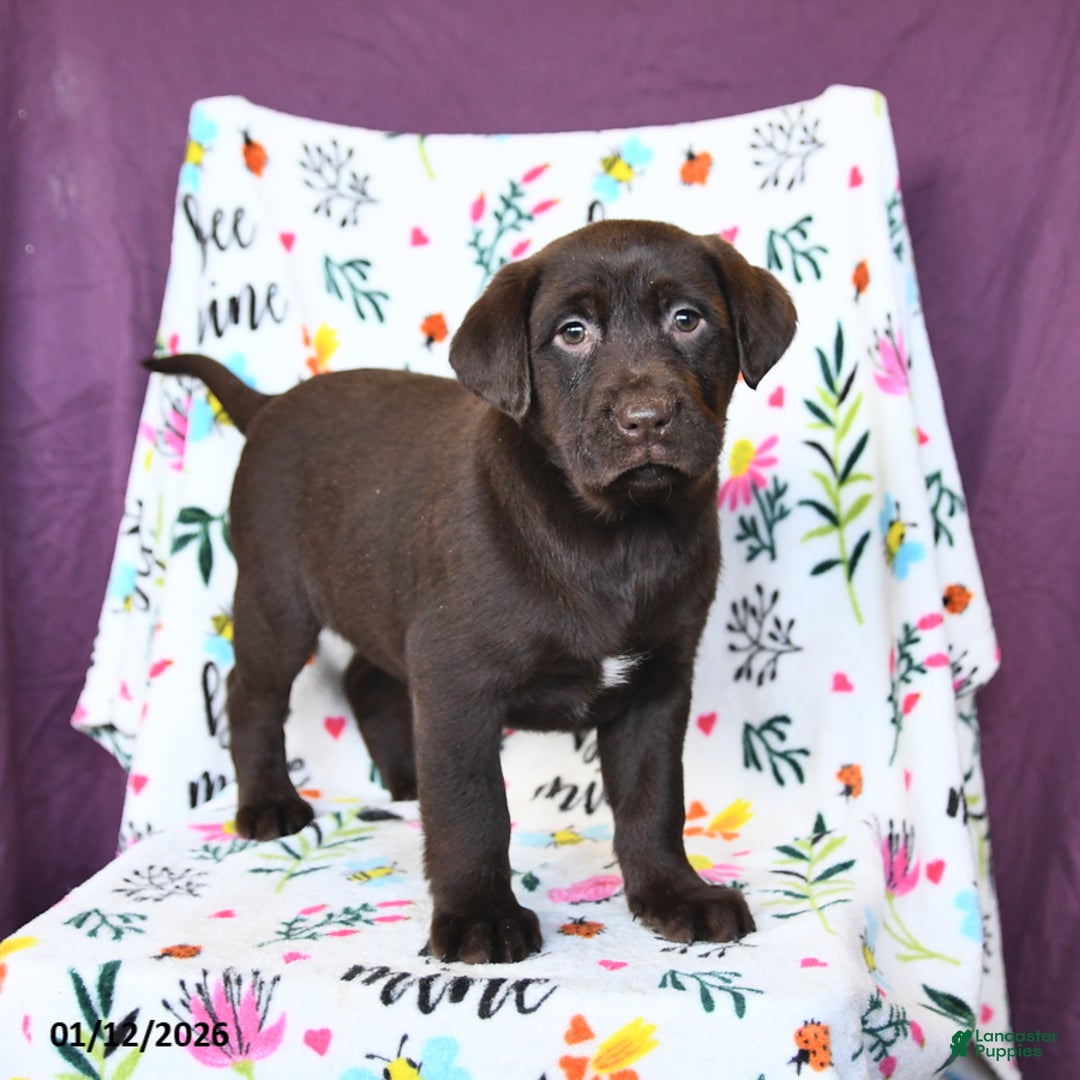 Labrador Retriever dogs for sale: Pumpkin - Ad 3