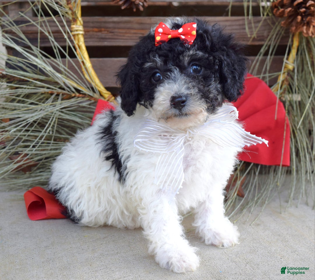 Bichpoo dogs for sale: Lola - Ad 2