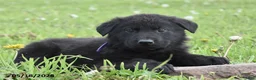 German Shepherd dogs for sale: Royal - Ad 1