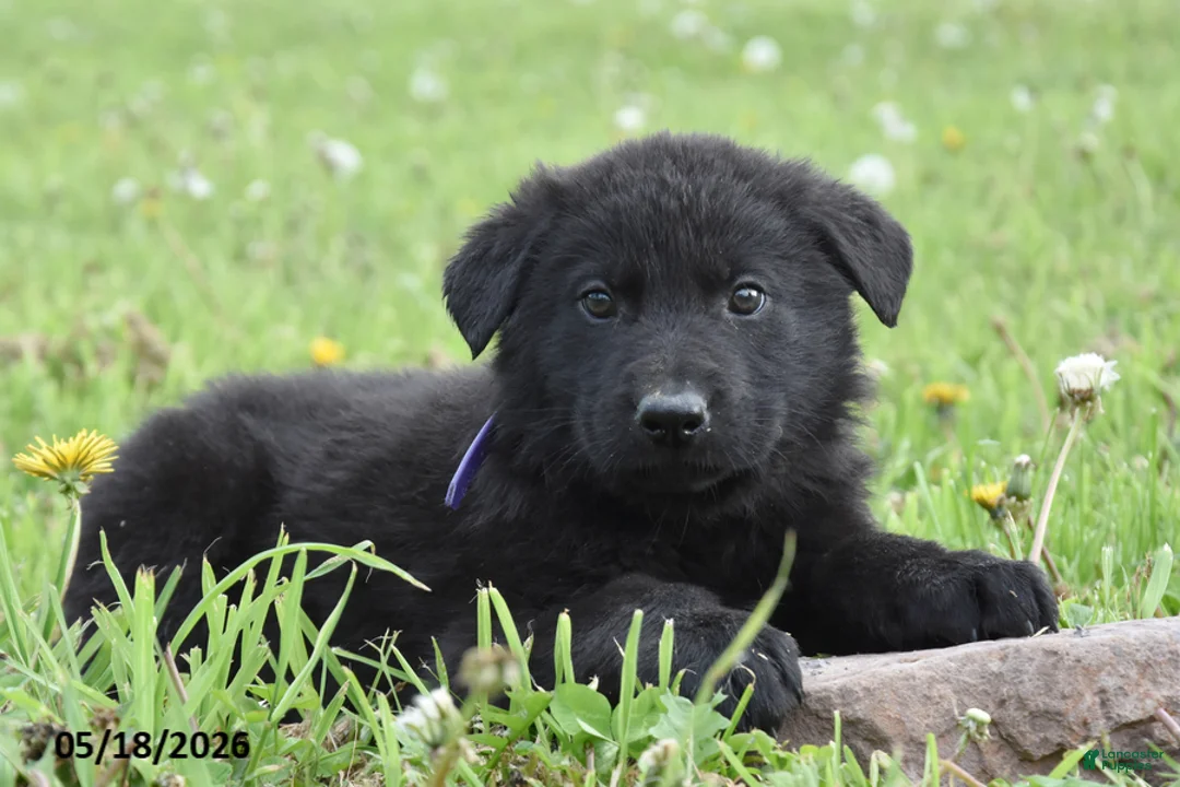German Shepherd dogs for sale: Royal - Ad 1
