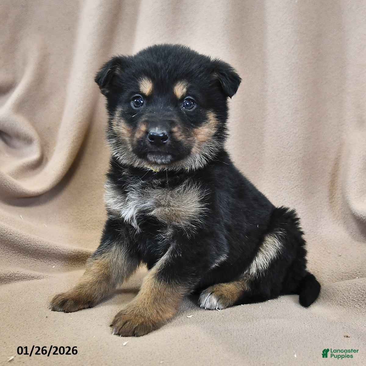 Mixed Breed dogs Hazel  - Ad 24
