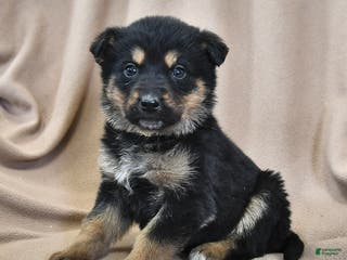 Mixed Breed dogs Hazel - Ad 24