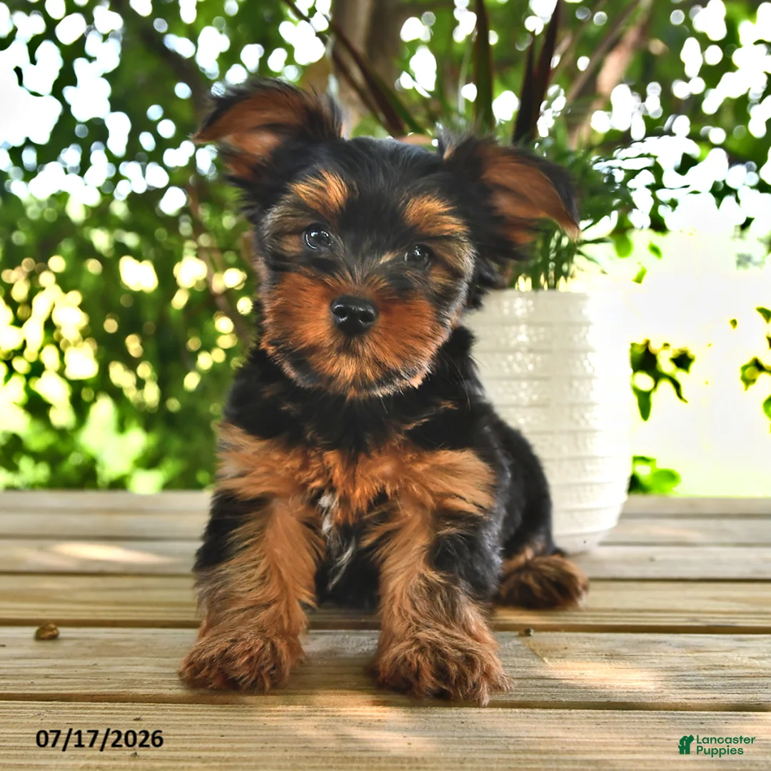 Yorkshire Terrier dogs for sale: Billy - Ad 2