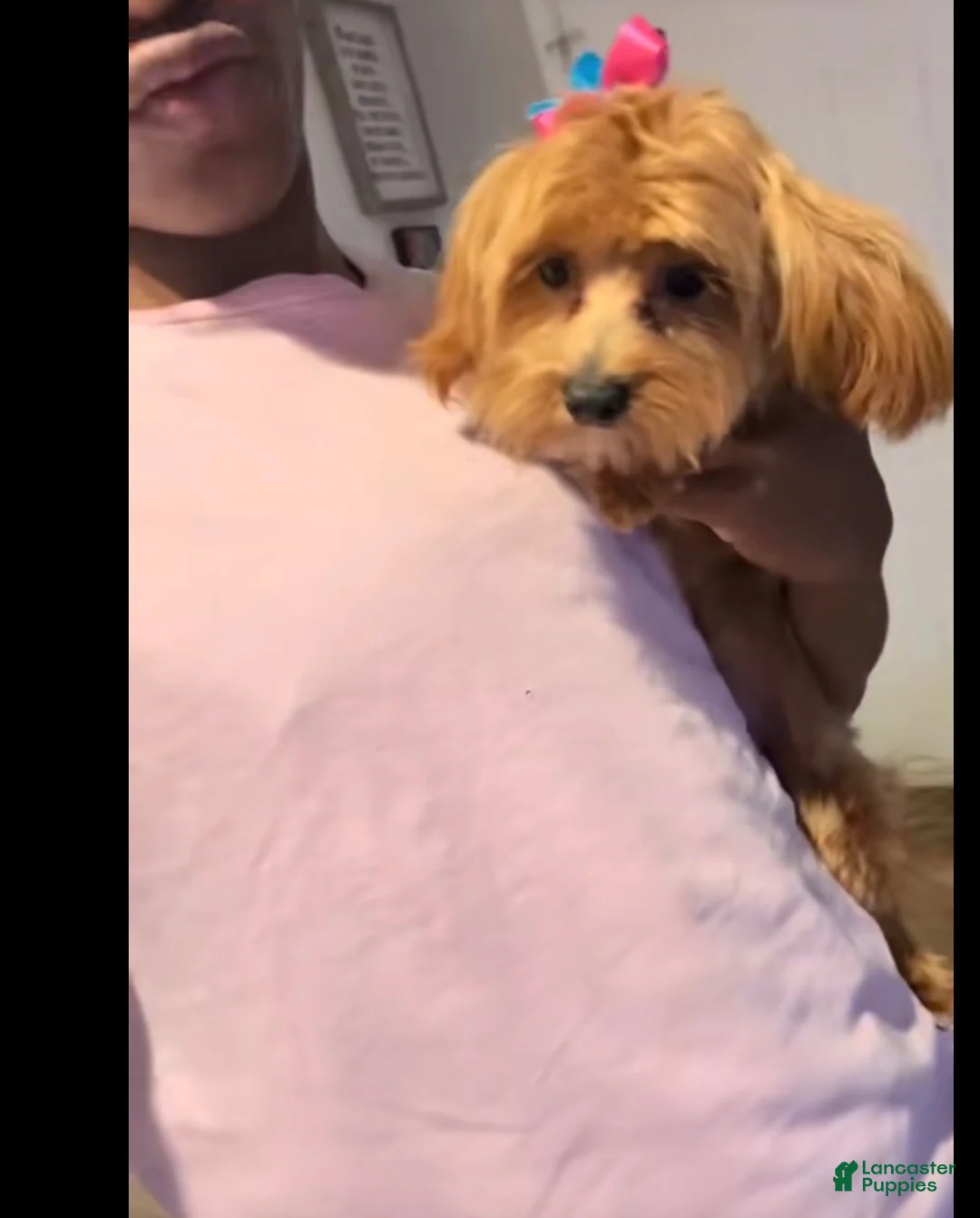 Maltipoo dogs for sale: Maltipoo 3 - Ad 2