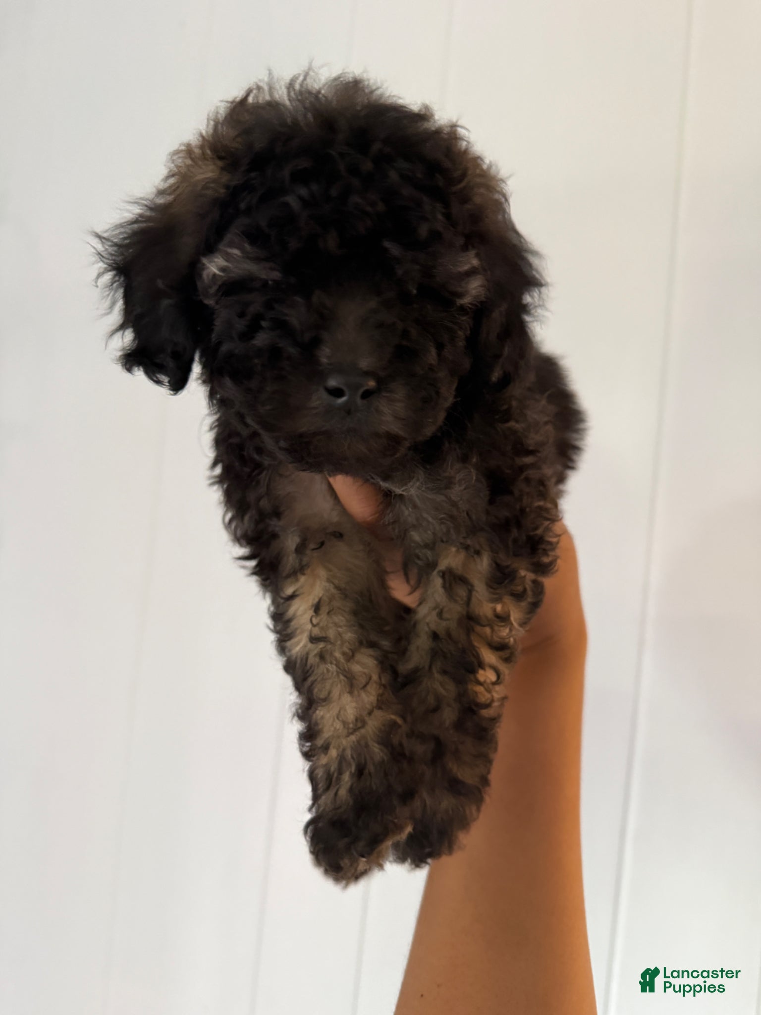 Toy Poodle dogs Toy Poodle Puppy 4 - Ad 13