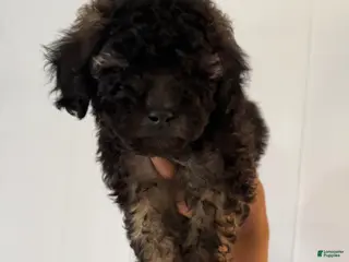 Toy Poodle dogs Toy Poodle Puppy 4 - Ad 33