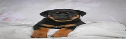 Rottweiler dogs for sale: Gracie - Ad 8