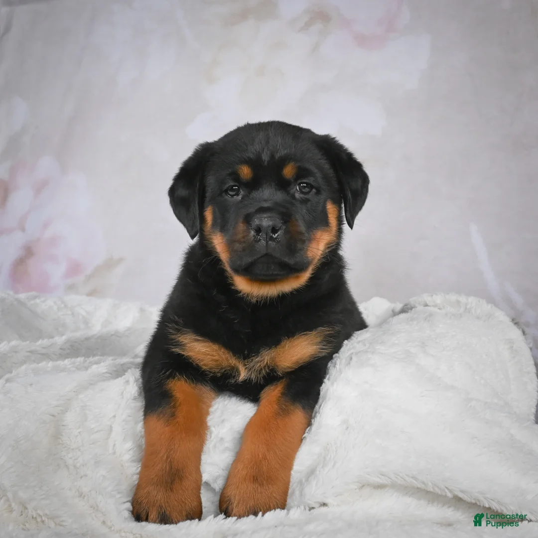 Rottweiler dogs for sale: Gracie - Ad 8