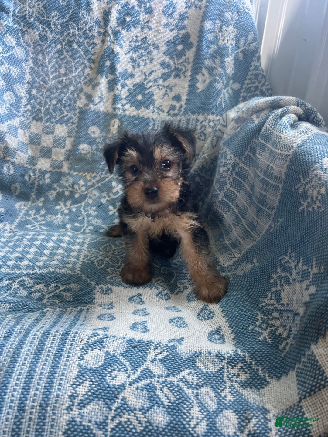 Yorkshire Terrier dogs for sale: Scotty - Ad 3