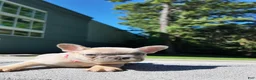 French Bulldog dogs for sale: French Bulldog 4 - Ad 2