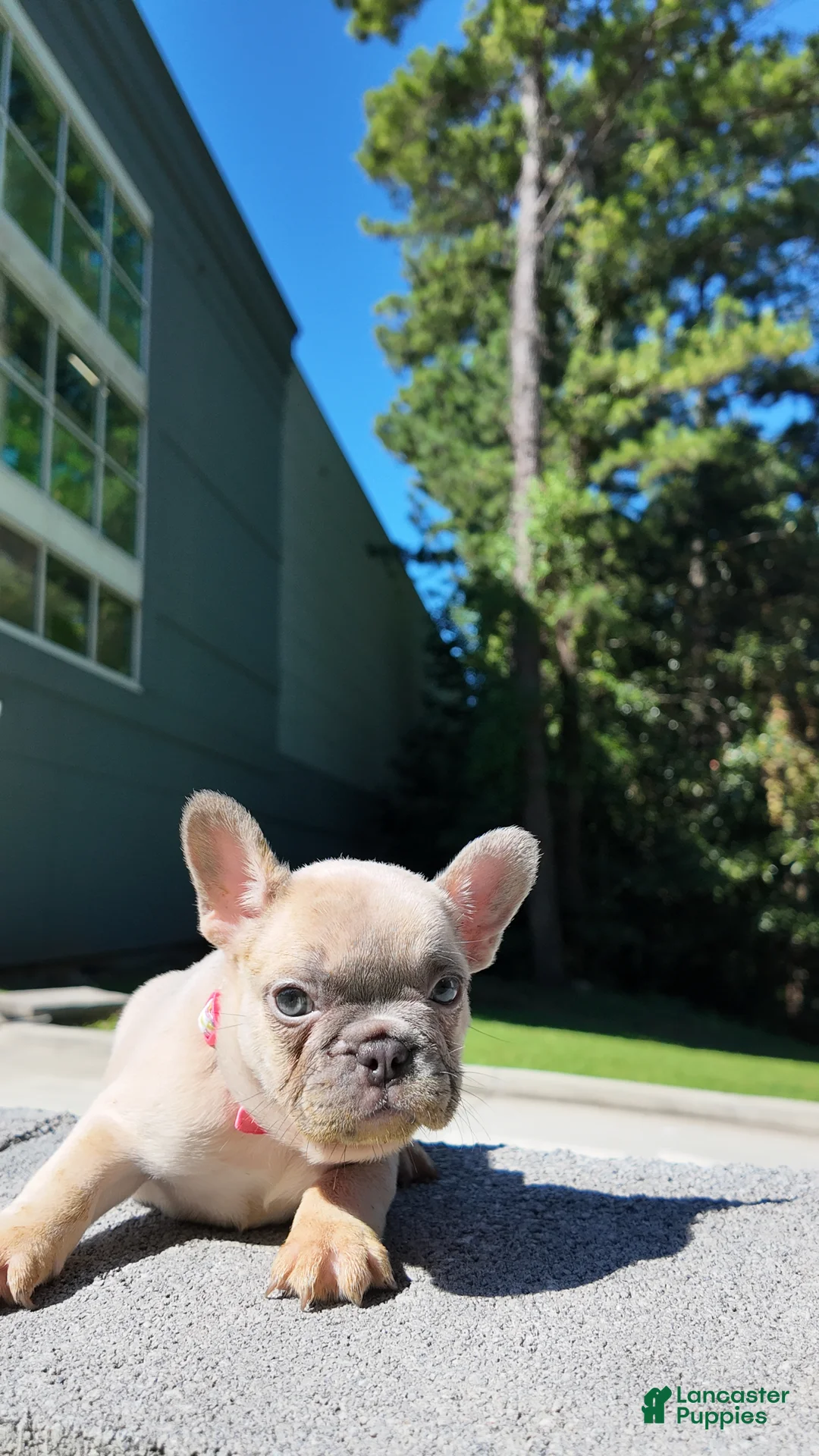French Bulldog dogs for sale: French Bulldog 4 - Ad 2