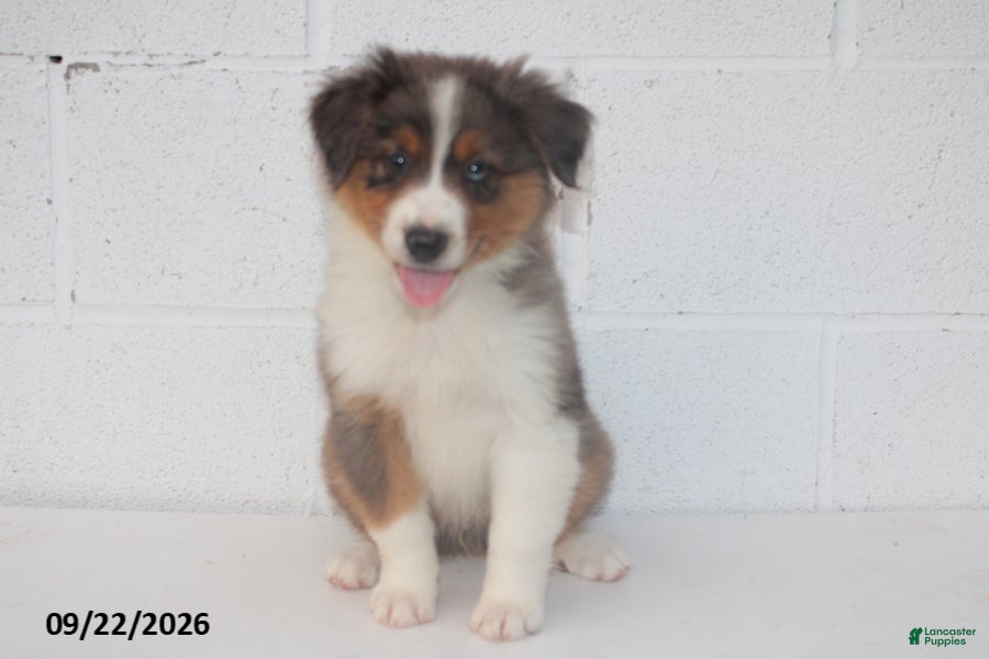 Australian Shepherd dogs Buster - Ad 1