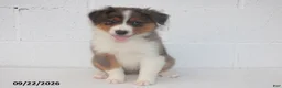 Australian Shepherd dogs for sale: Buster - Ad 1