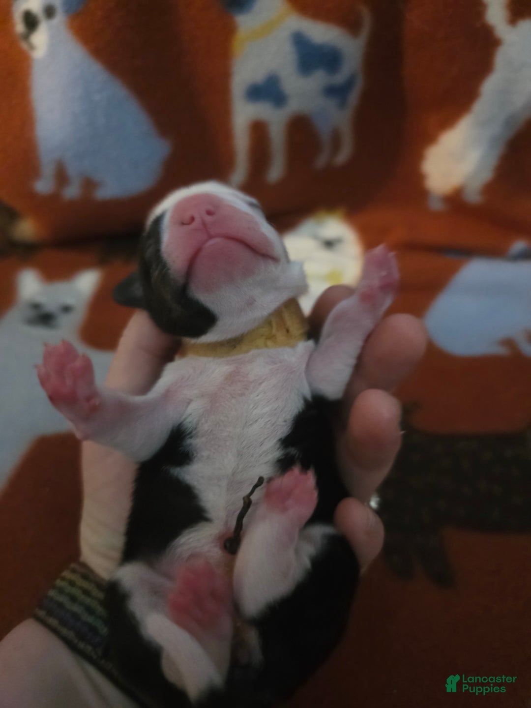 Mixed Breed dogs for sale: Yellow - Ad 8