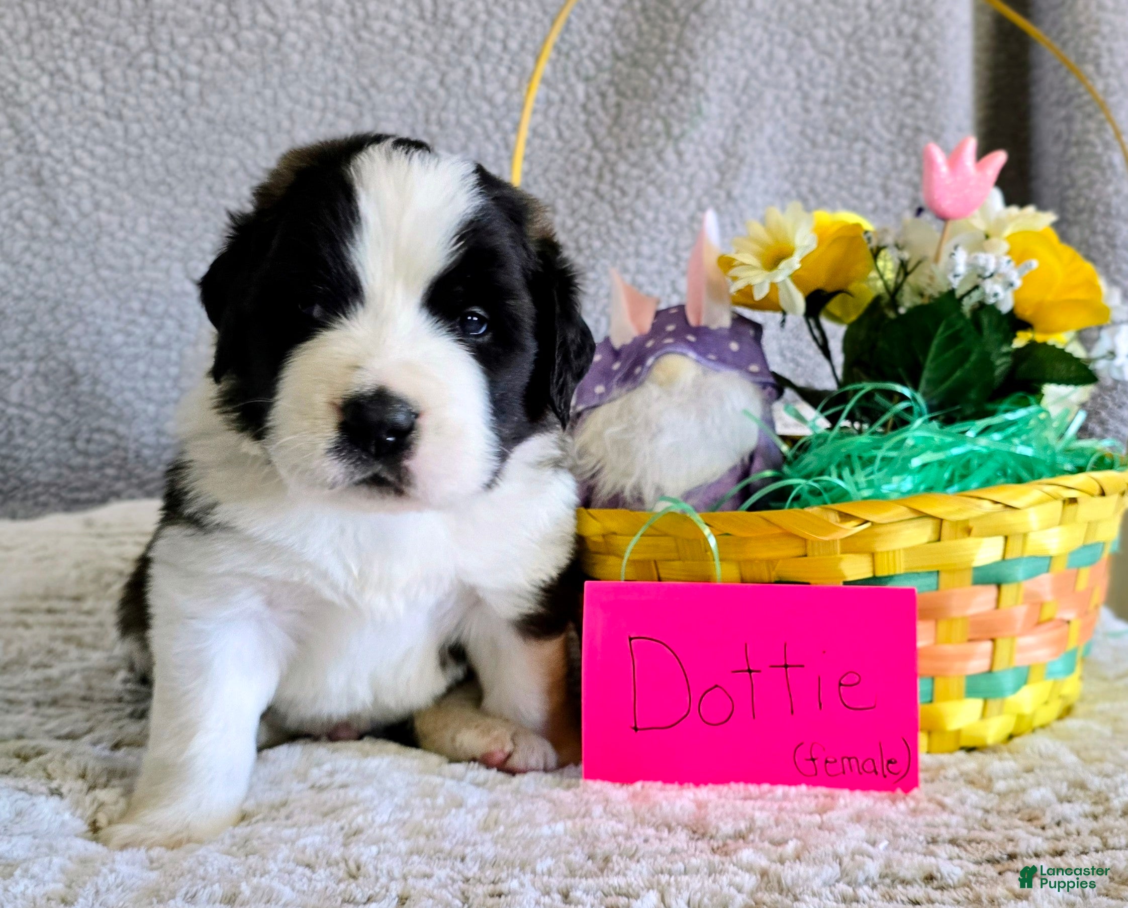 Saint Bernard dogs Black Dot Female - Ad 29