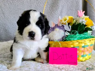 Saint Bernard dogs Black Dot Female - Ad 29