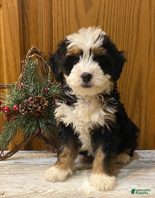 Mini Bernedoodle dogs Simba - Ad 12