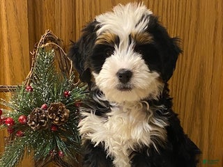 Mini Bernedoodle dogs Simba - Ad 12