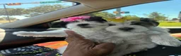 Morkie dogs for sale: Morkie 3 - Ad 3