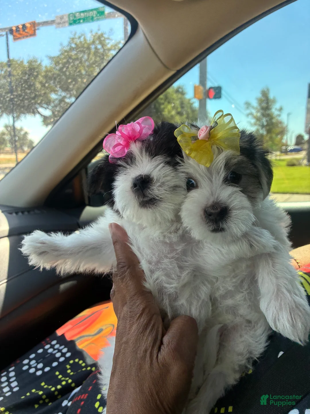 Morkie dogs for sale: Morkie 3 - Ad 3