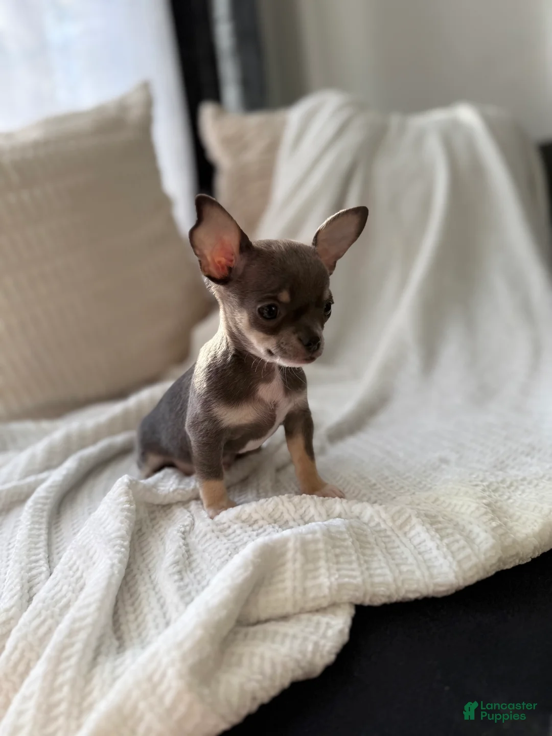 Chihuahua dogs for sale: Blue Teacup - Ad 2