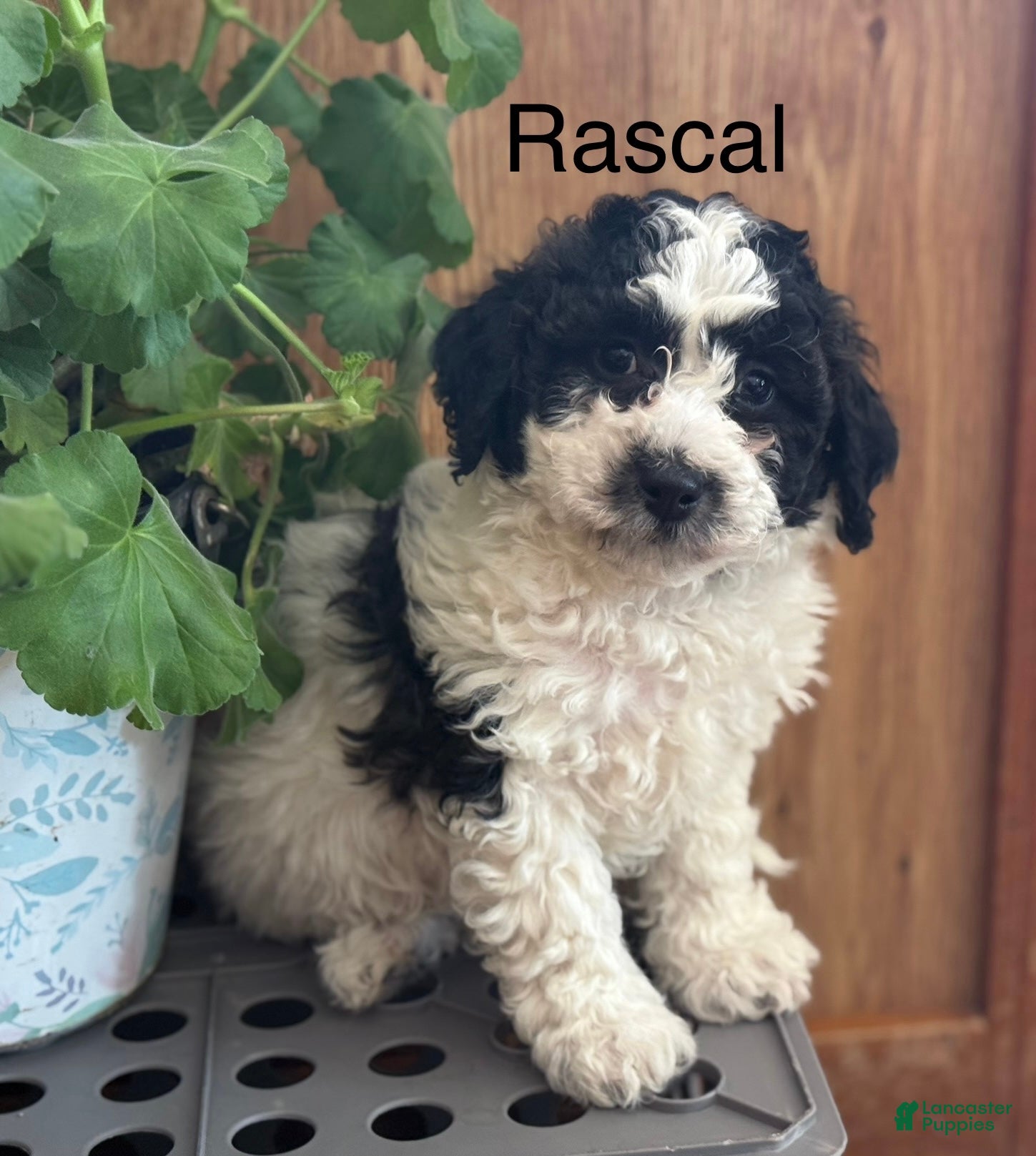 Bichpoo dogs Rascal  - Ad 39