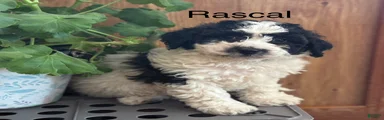 Rascal 