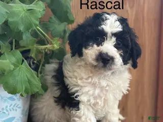 Bichpoo dogs Rascal - Ad 39