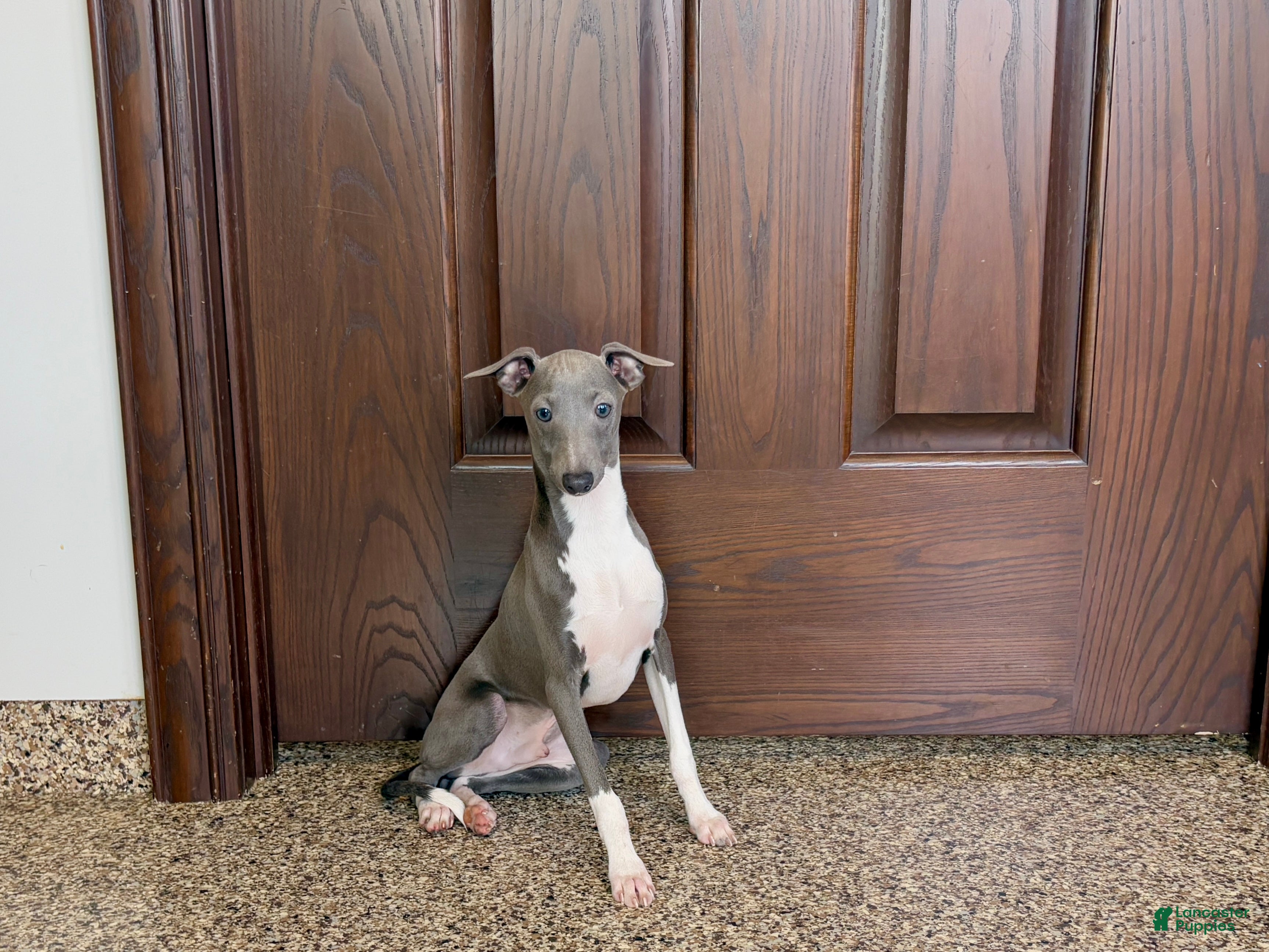 Italian Greyhound dogs Noah - Ad 2