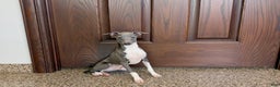 Italian Greyhound dogs for sale: Noah - Ad 2