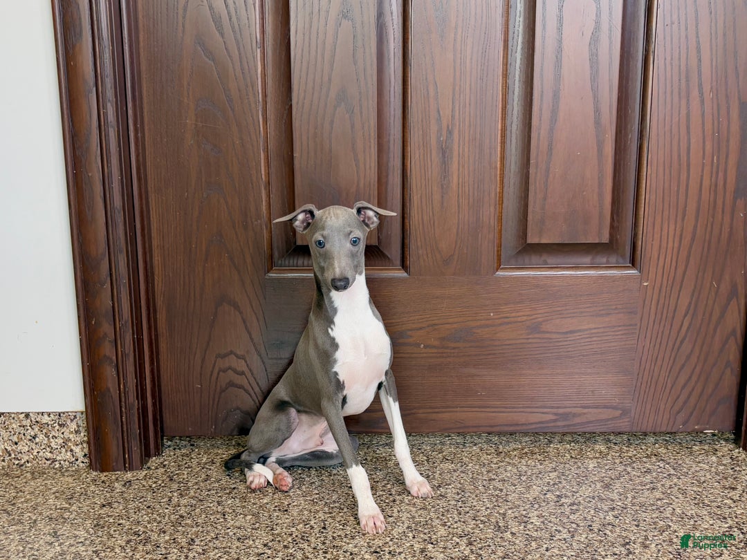 Italian Greyhound dogs for sale: Noah - Ad 2