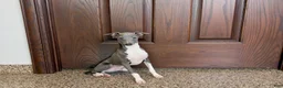Italian Greyhound dogs for sale: Noah - Ad 2