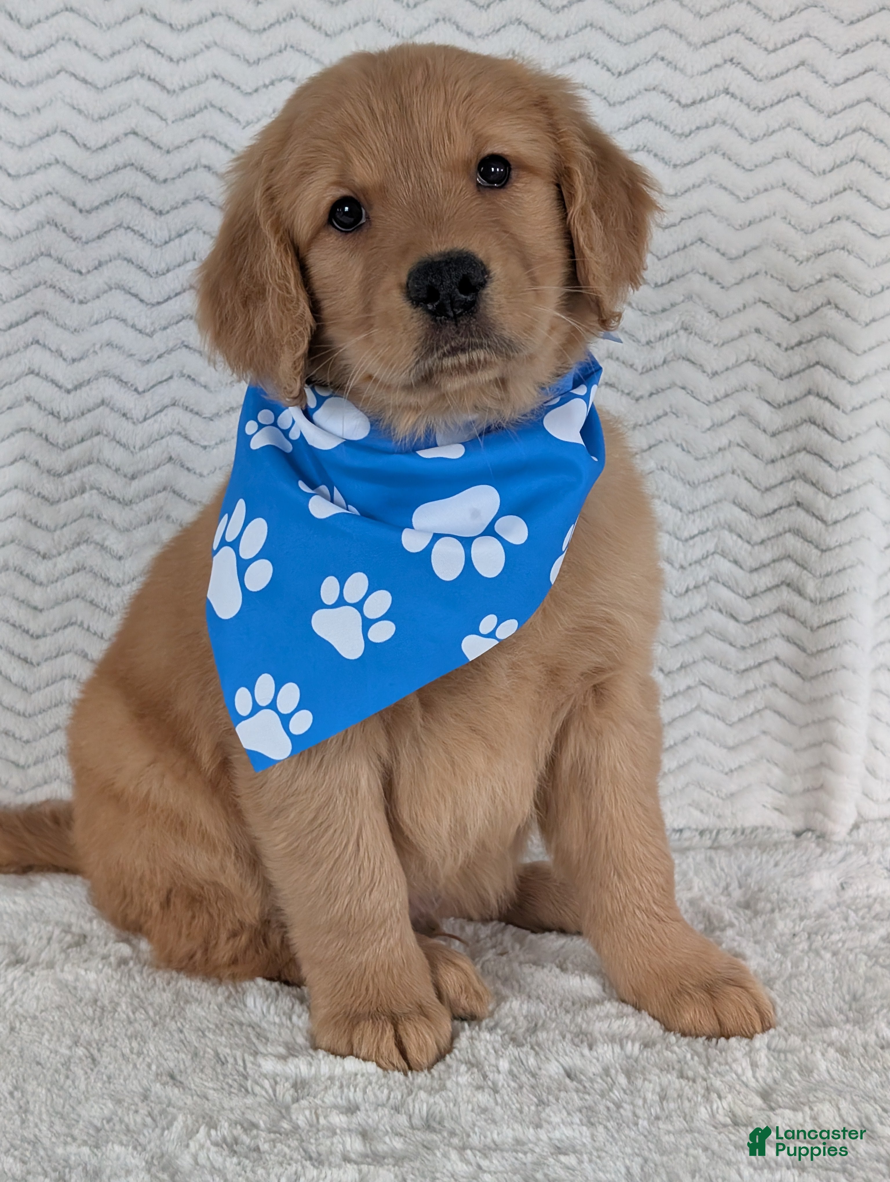 Golden Retriever dogs Parker  - Ad 8