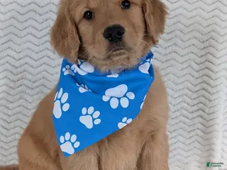 Golden Retriever dogs Parker - Ad 15