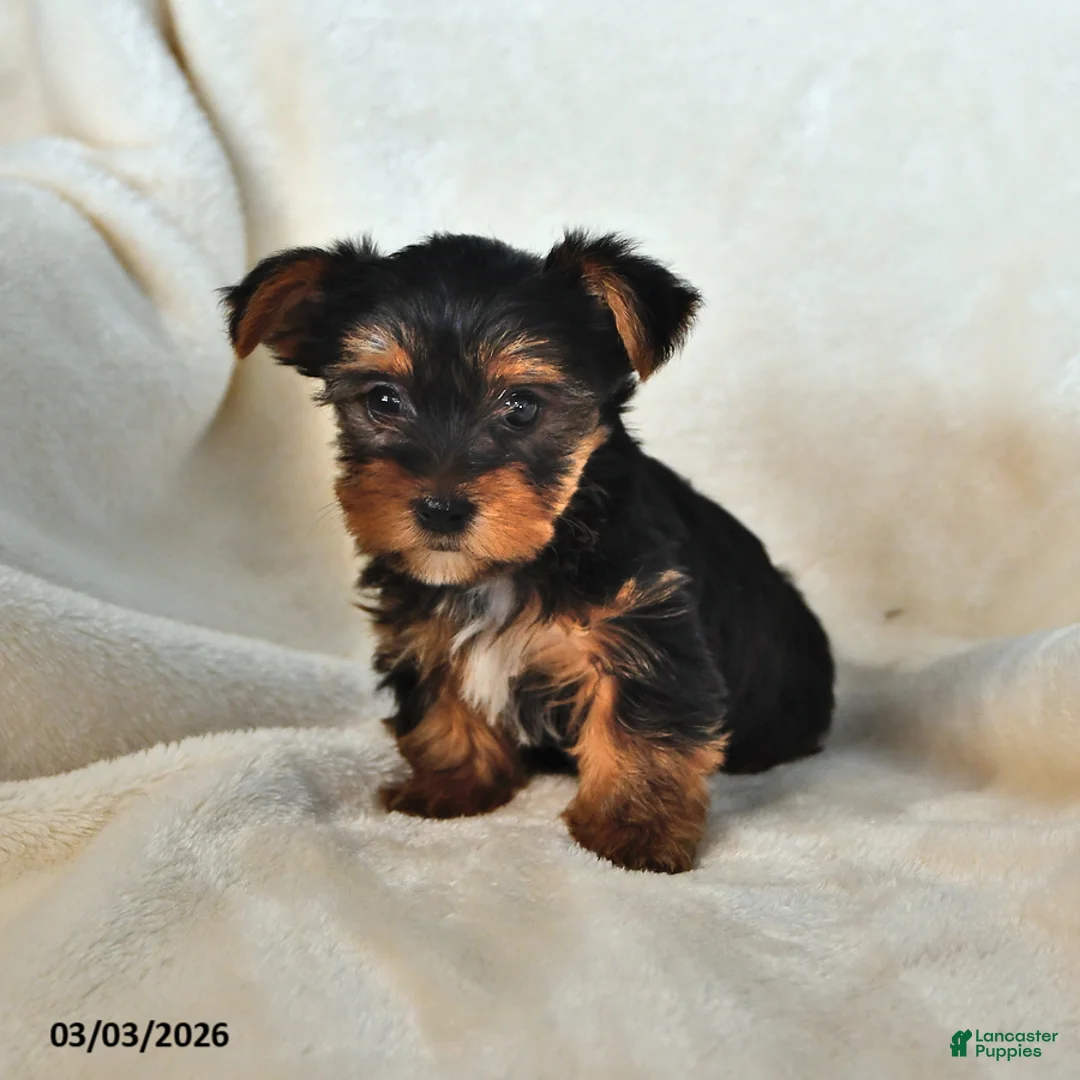 Yorkshire Terrier dogs for sale: Wilson - Ad 1