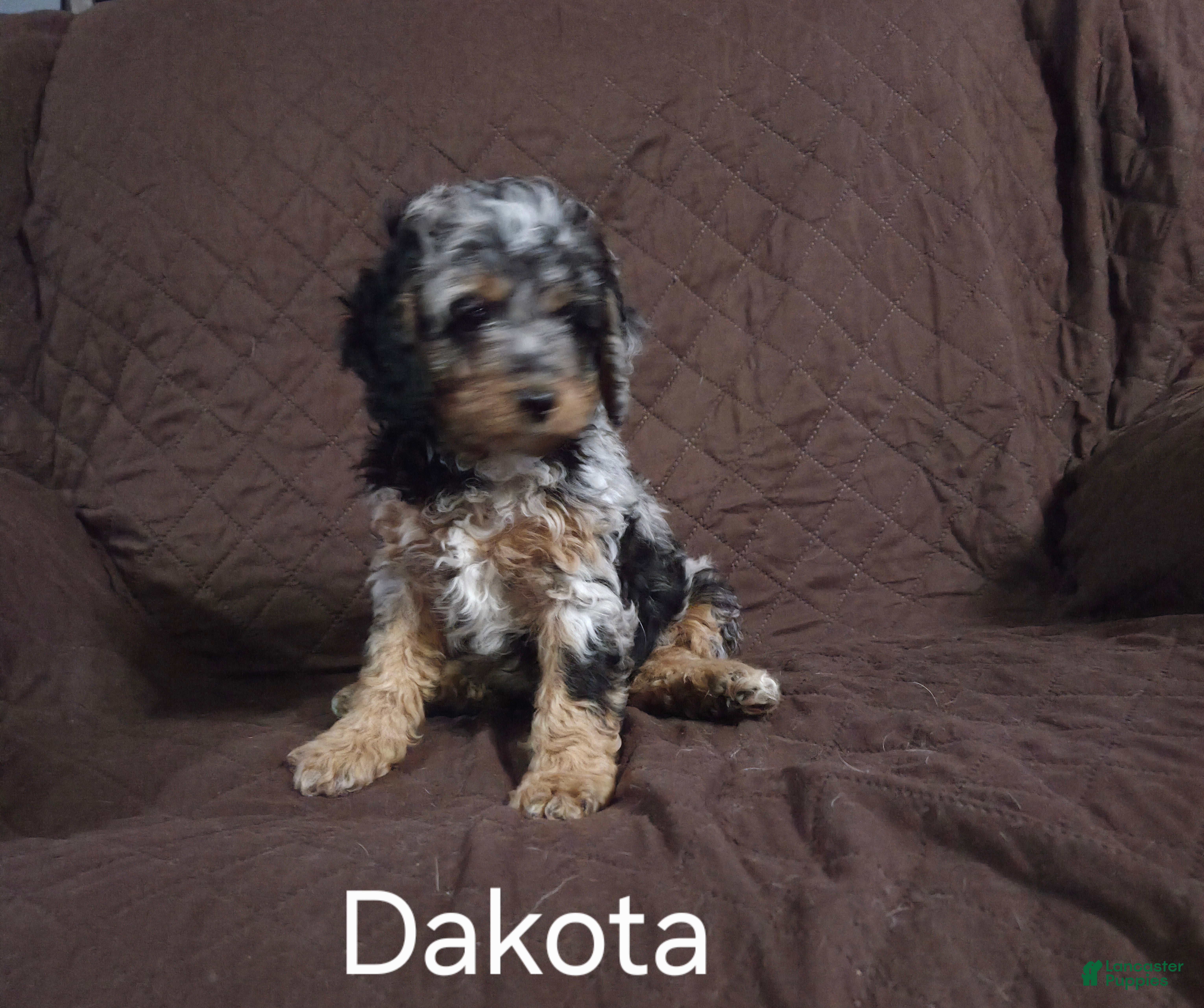 Cockapoo dogs Dakota - Ad 9