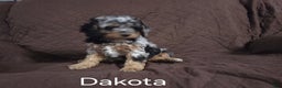 Cockapoo dogs for sale: Dakota - Ad 1