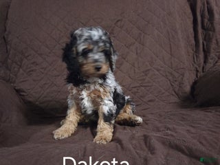 Cockapoo dogs Dakota - Ad 25