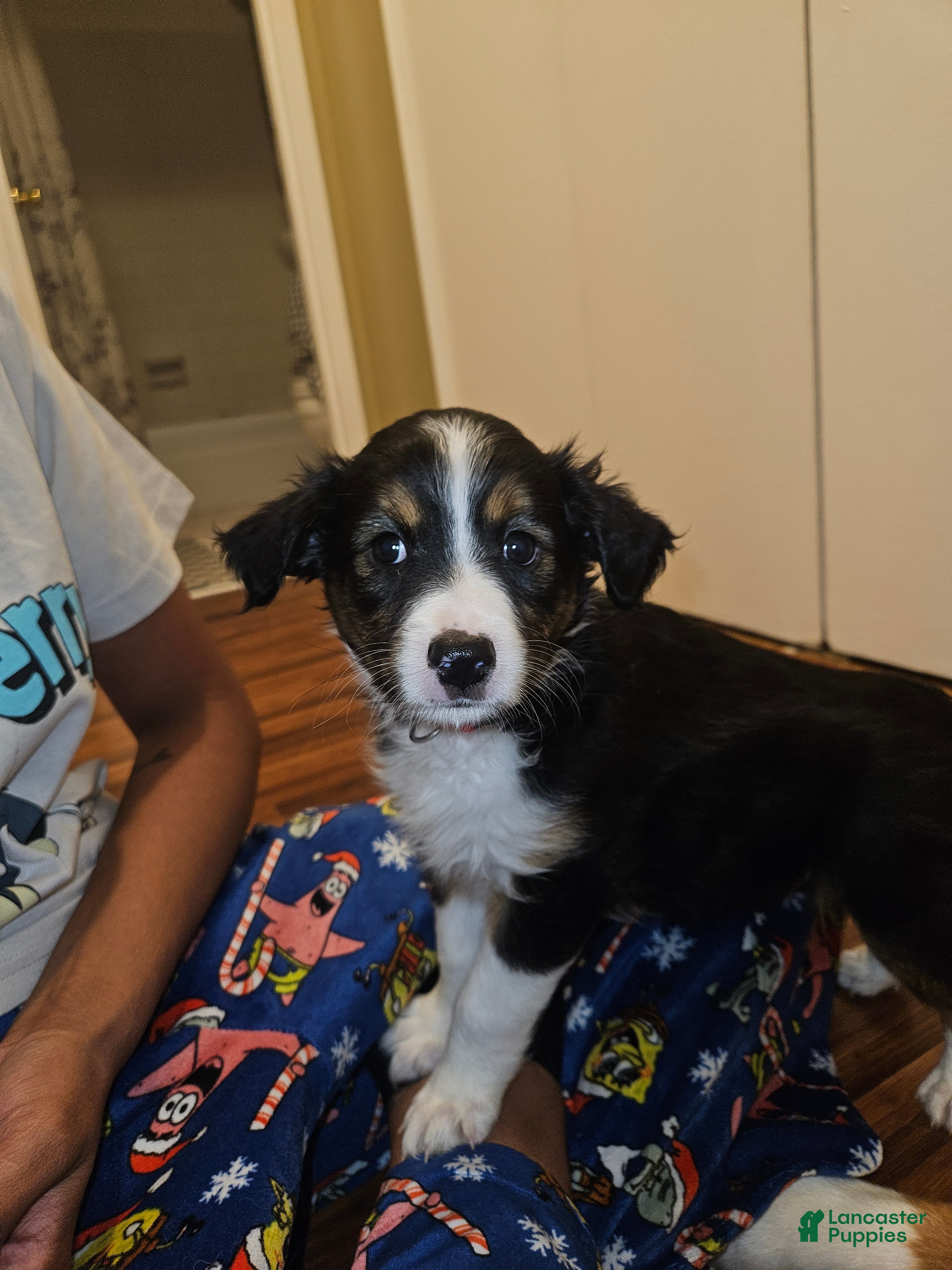 Miniature Australian Shepherd dogs Ruby - Ad 7