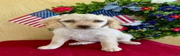 Cockapoo dogs for sale: Lily - Ad 19