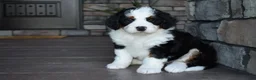 Mini Bernedoodle dogs for sale: Jazzie - Ad 8
