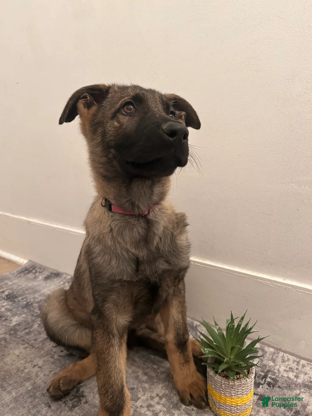 German Shepherd dogs for sale: German Shepherd Puppy 3 - Ad 2