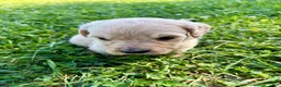Goldendoodle dogs for sale: Goldendoodle 2 - Ad 5
