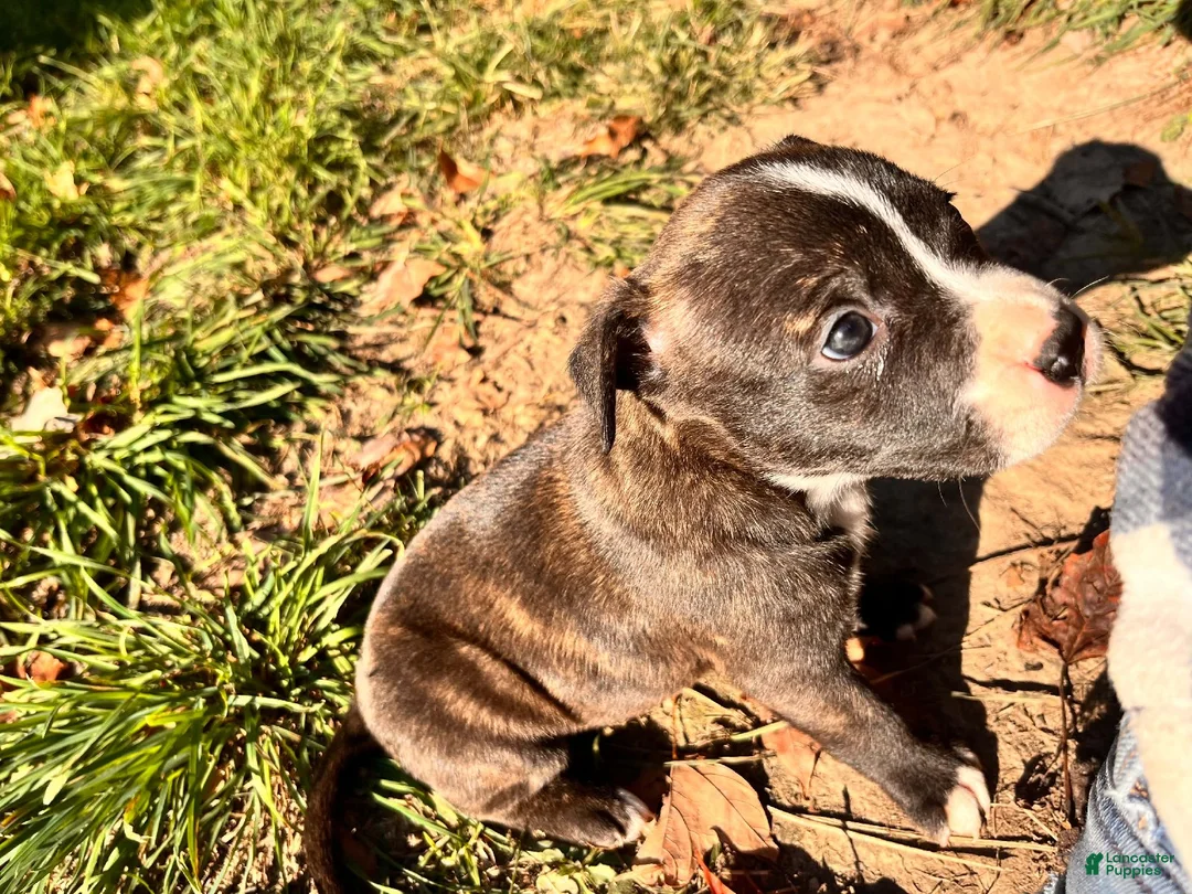 Mixed Breed dogs for sale:  Boy 2 - Ad 5