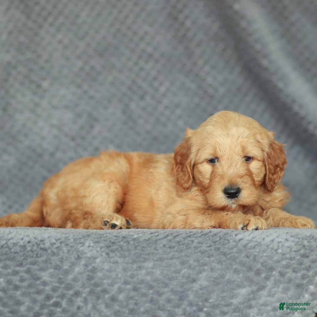 Mini Goldendoodle dogs for sale: Rocky - Ad 3